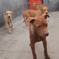 امریکن پیت بول|سگ|بومهن, |دیوار