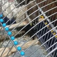 سهره|پرنده|کوهدشت, |دیوار