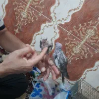 جوجه سر لاکی|پرنده|کارون, |دیوار