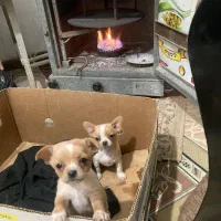 توله شی هوا هوا