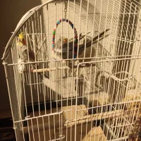 ۳ عدد عروس هلندی|پرنده|نسیم‌شهر, |دیوار