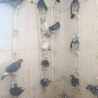 کبوتر. کفتر. پرنذه|پرنده|شیراز, گویم|دیوار