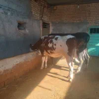 گاو همراه گوساله ماده و تلیسه آبستن|حیوانات مزرعه|بجنورد, |دیوار