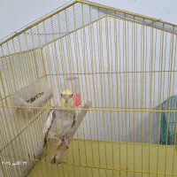 فروش عروس هلندی