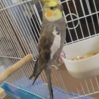 عروس هلندی ی نر