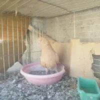 نرو ماده سالار