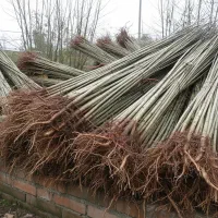 فقط تا فردا با هر خرید با یک نهال اشانتیون رایگان