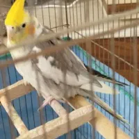 عروس هلندی|پرنده|یزد, |دیوار