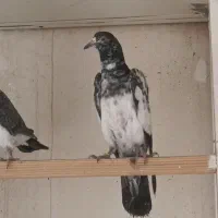 30تا جوجه کبوتر