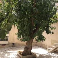 خانه ویلایی|اجارهٔ خانه و ویلا|مشهد, هفت تیر (نه دره)|دیوار