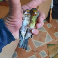 دو عدد سهره قناری دهن سهره لر سلیمانی|پرنده|تهران, چیتگر جنوبی|دیوار