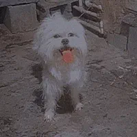 سگ پاپی نر شیتزوپامر