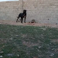 سرابی ناب نوه بلبل هشترود