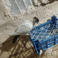 خال و ساده پاک|پرنده|مشهد, کشف|دیوار