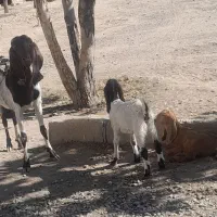 یک عدد بز پاکستانی دوتا بزغاله