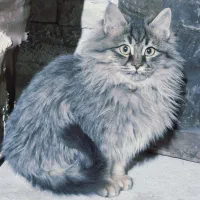 گربه خانگی به فروش میرسد