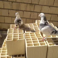 یه جفت کبوتر باجوجه