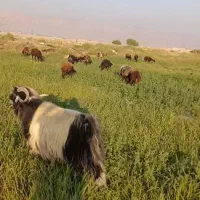 پازن گمشده|حیوانات مزرعه|بهبهان, |دیوار