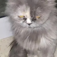 دو عدد گربه پرشین