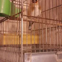 سهر نر جوجه قفس