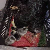 دو عدد مرغ گلین فروشی دونه ۵۰۰|حیوانات مزرعه|کهنوج, |دیوار