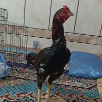 فروش خروس لاری