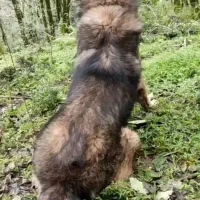 واگذاری سراب ذات قدیم|سگ|رشت, یخسازی|دیوار