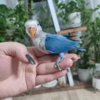 طوطی برزیلی|پرنده|شیراز, جوادیه|دیوار