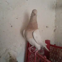 کله
