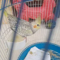 عروس هلندی سخنگو|پرنده|رشت, دخانیات|دیوار