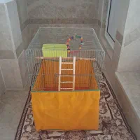 قفس