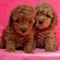 سگ پودل توی کره ای