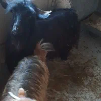 دوعدد بزه غاله درجه یک مس