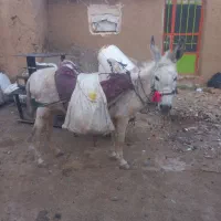 الاغ گله ماده