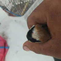 سهرهنرچارگلداغسرفروش فوری