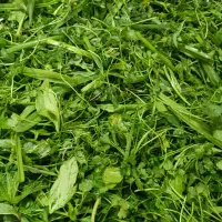 سبزی