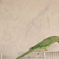 ملنگو ماده طوطی سبز