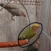 طوطی برزیلی دستی