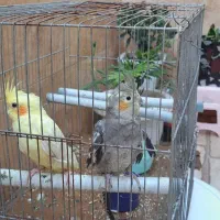 عروس هلندی|پرنده|رشت, پل تالشان|دیوار