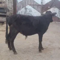 گوساله نر یکسال