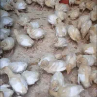 فروش جوجه بیوتی ۶