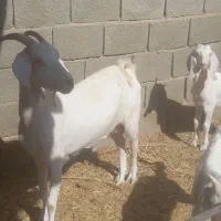 بز دورگ سانن شیرا|حیوانات مزرعه|طبس, |دیوار