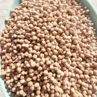 نخود درجه یک کاشت گریت