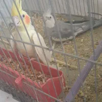 عروس هلندی جفت