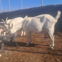 چپش بوئر ۷۵درصد|حیوانات مزرعه|اردکان, |دیوار