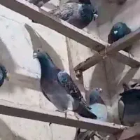 فروش کبوتر پلاکی|پرنده|تاکستان, |دیوار