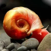 حلزون رامشورن آکواریوم