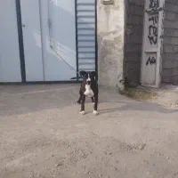 واگذاری طوله ماده امریکن پیتبول|سگ|بندر انزلی, گلشن|دیوار