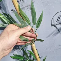 فروش تکی و عمده نی خیزران با برگ مصنوعی|گل و گیاه طبیعی|تهران, خواجه نظام الملک|دیوار
