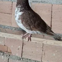 کفتر فراری دادم